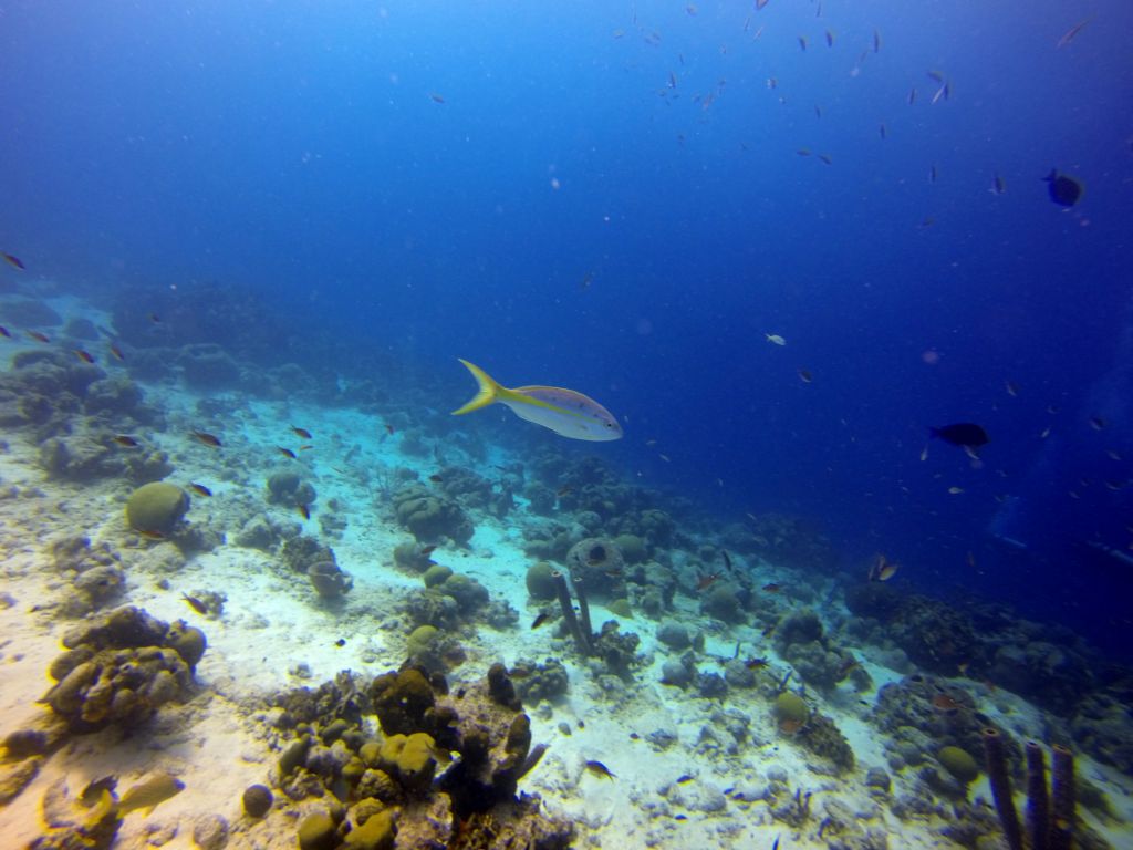 yellowtail_snapper1