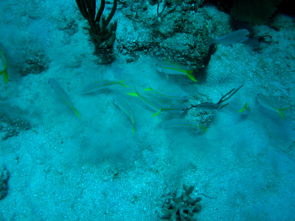 Yellowtail_snapper_at_Toms_Point_sm