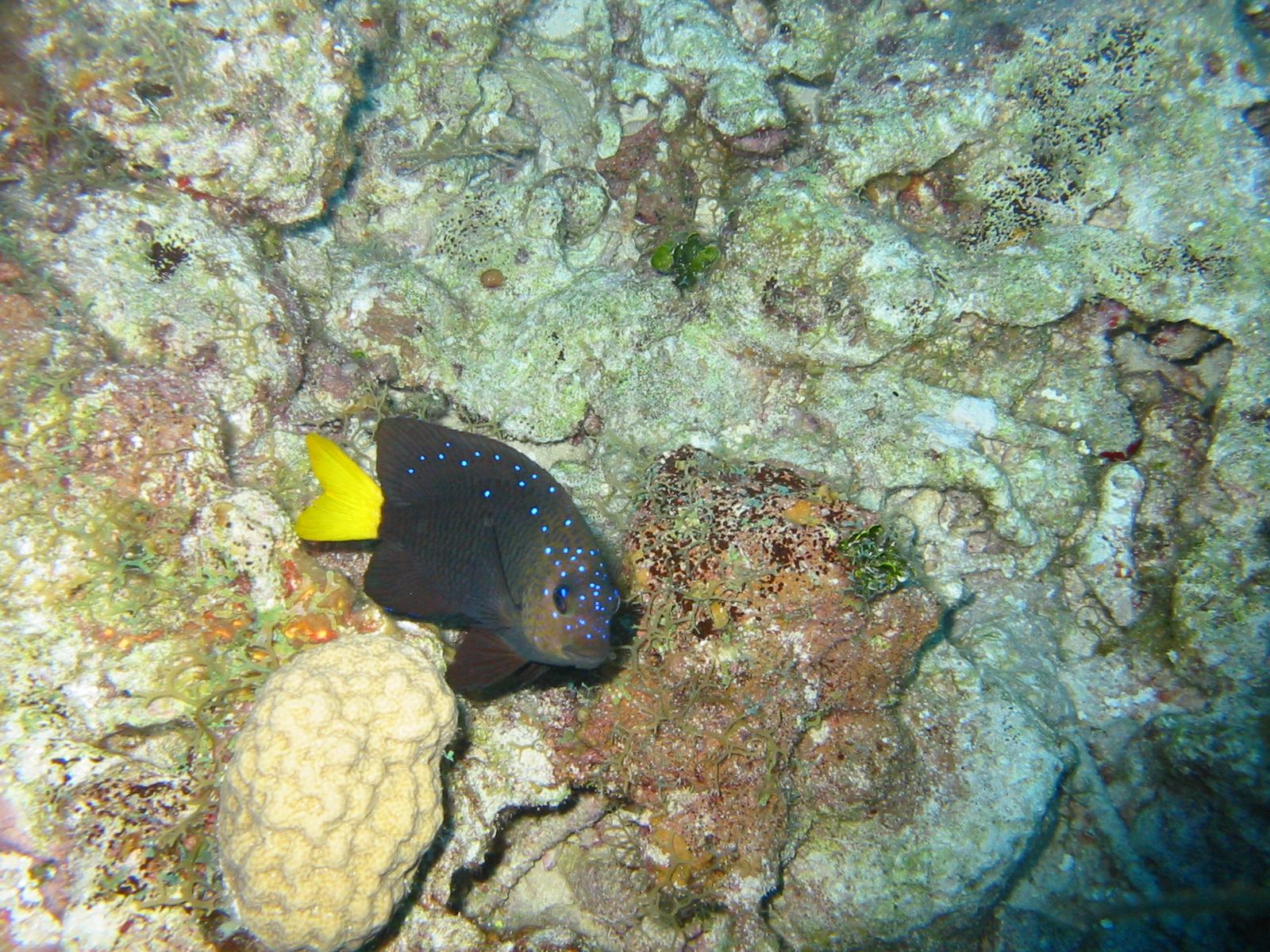 Yellowtailed Damselfish - Grand Cayman 2004