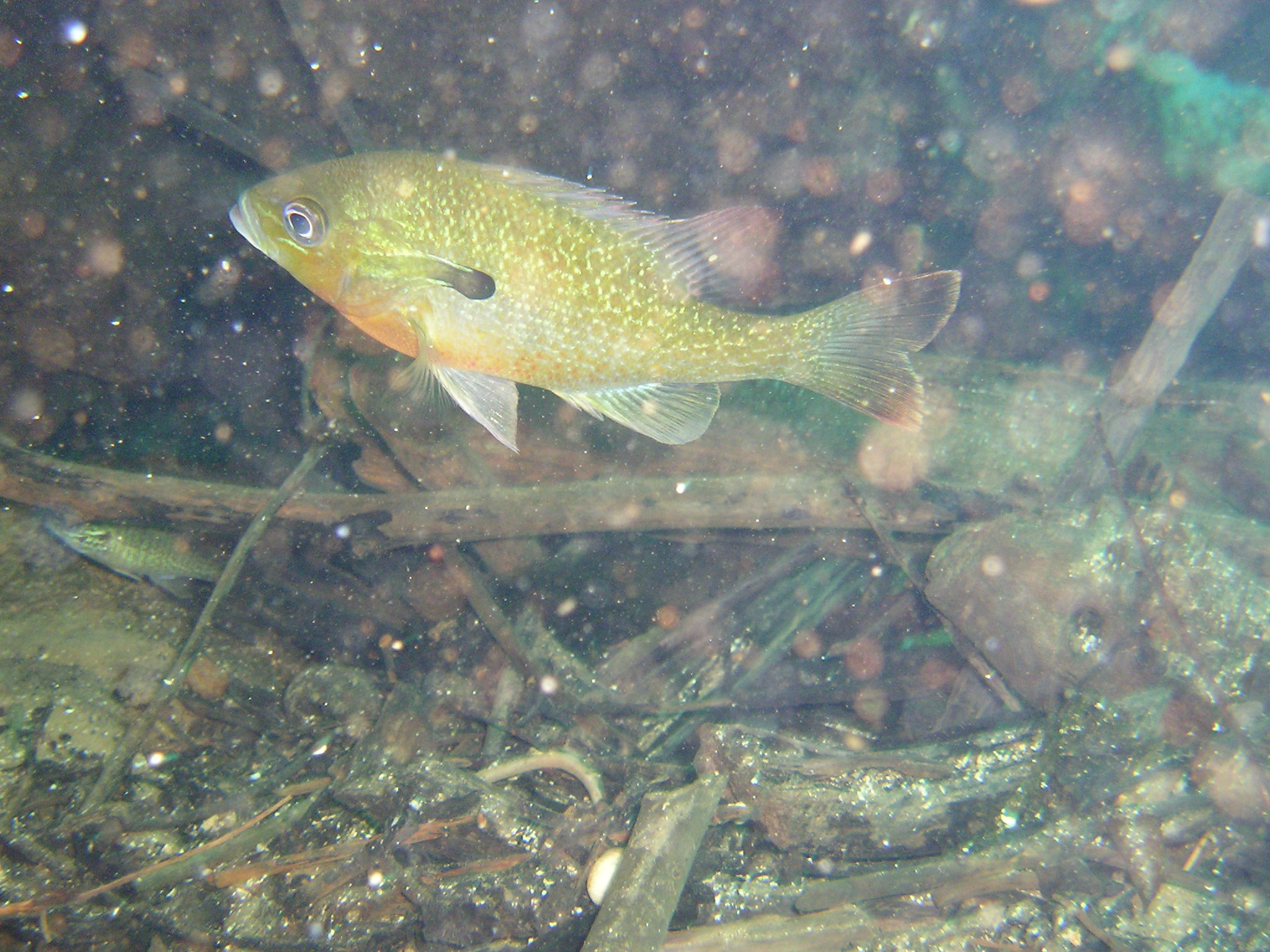 Yet another Bluegill