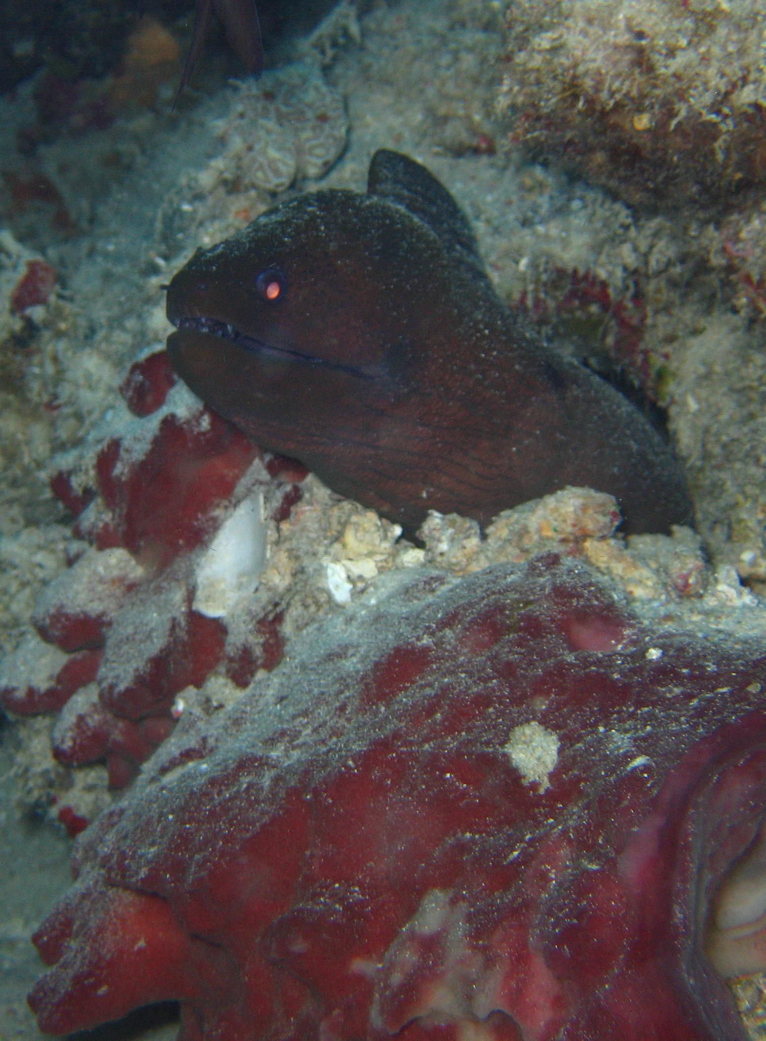 yet another moray