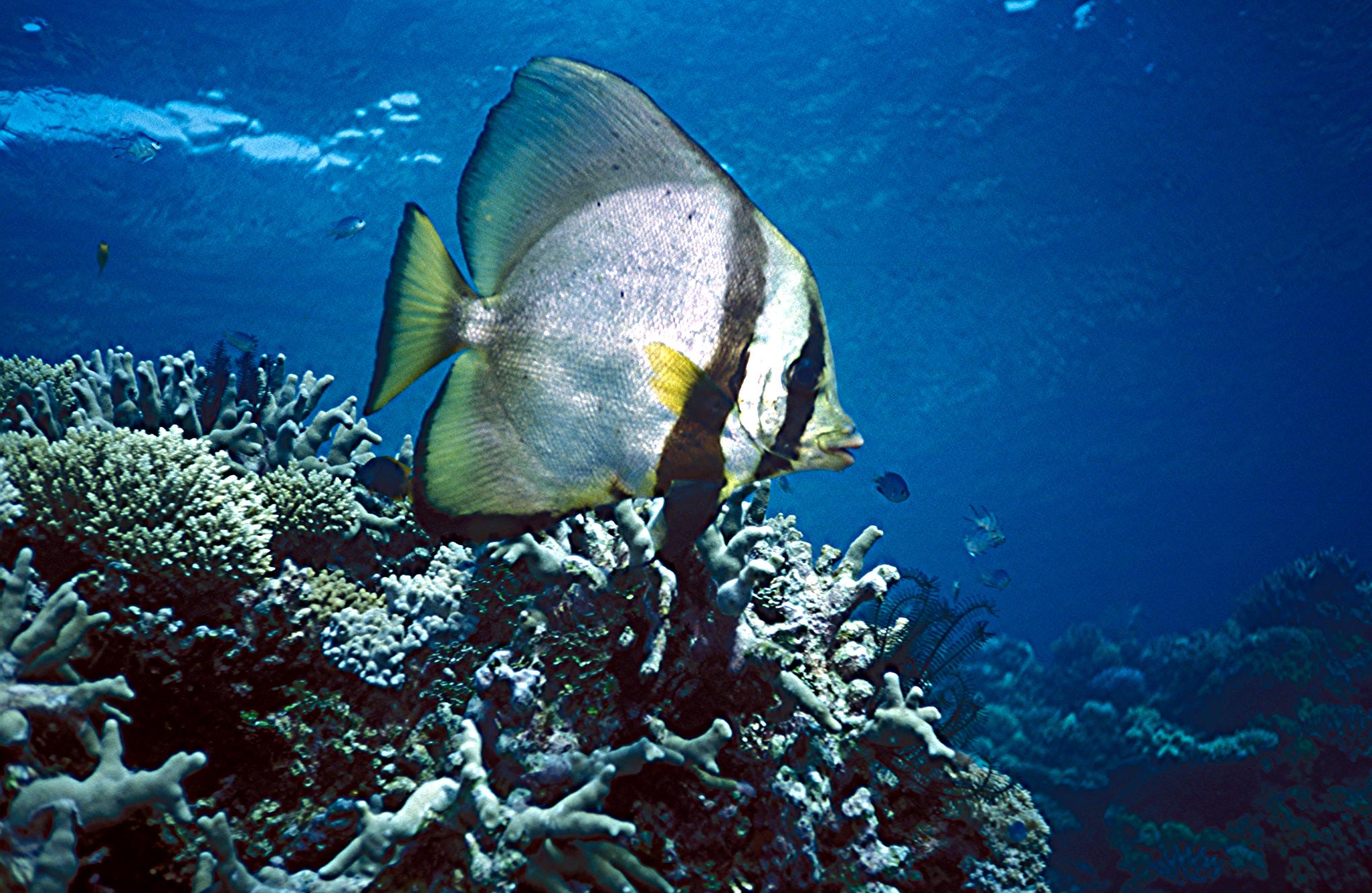 Yongala Wreck Dive - Townsville Australia