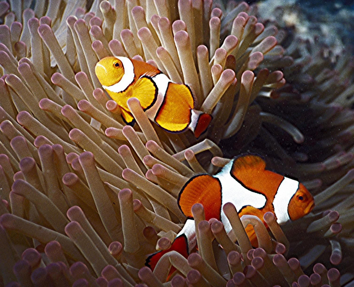 Yongala Wreck Dive - Townsville Australia