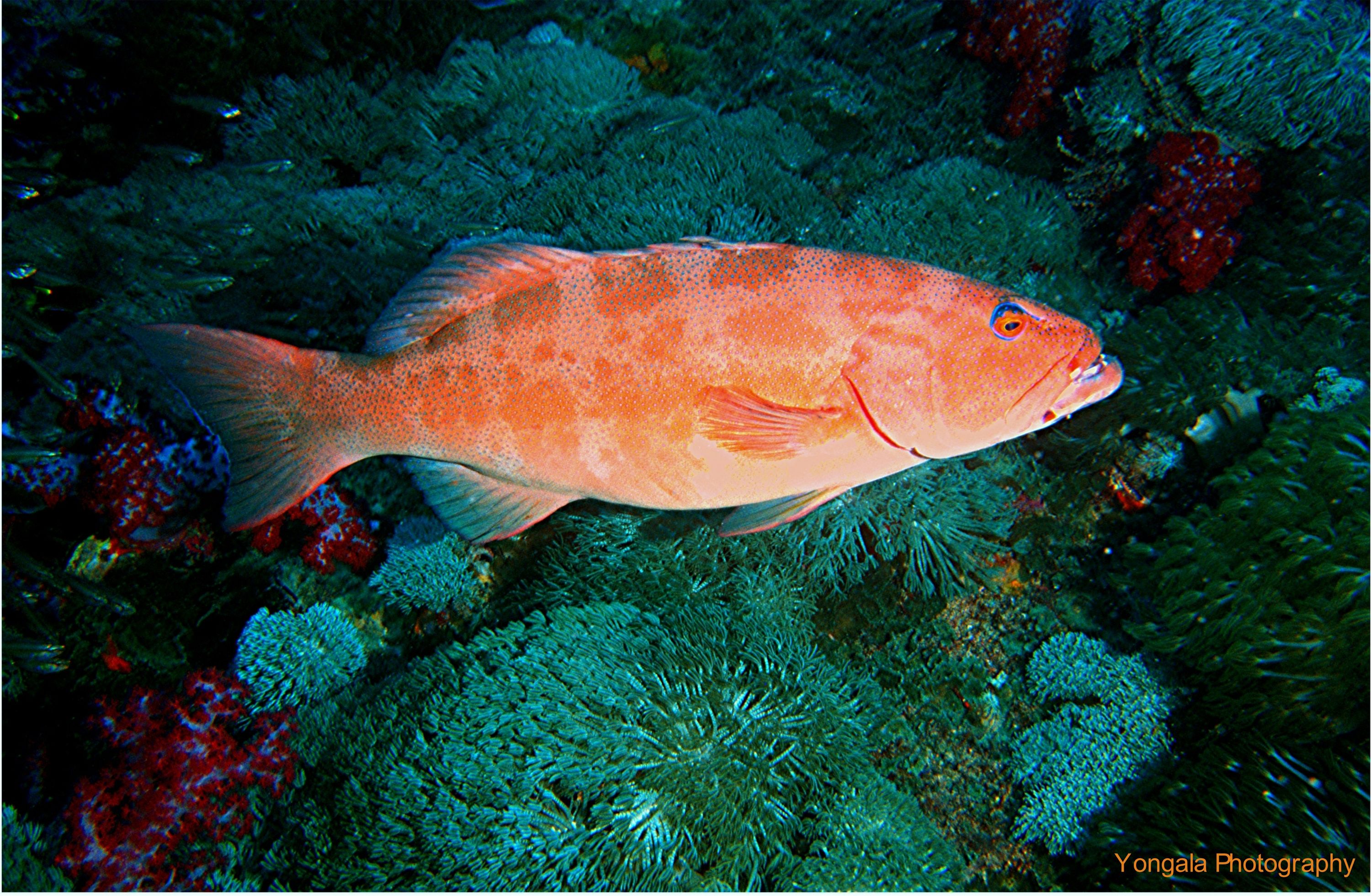 Yongala Wreck Dive - Townsville Australia