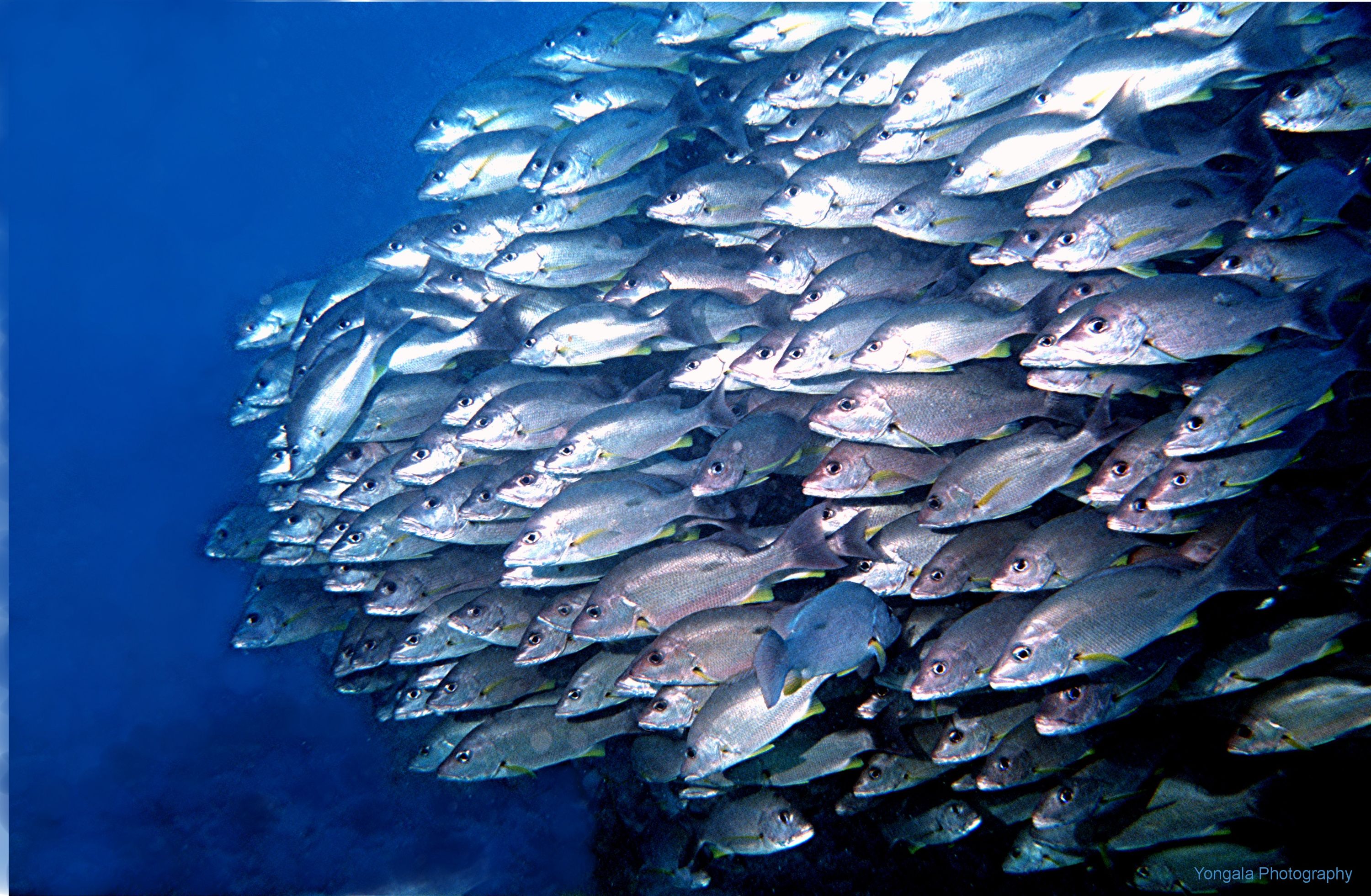 Yongala Wreck Dive - Townsville Australia