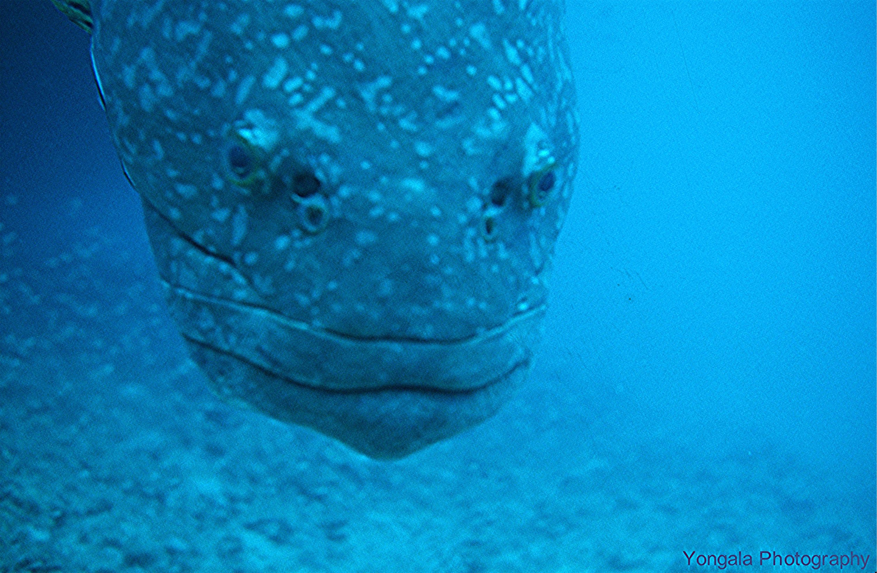 Yongala Wreck Dive - Townsville Australia