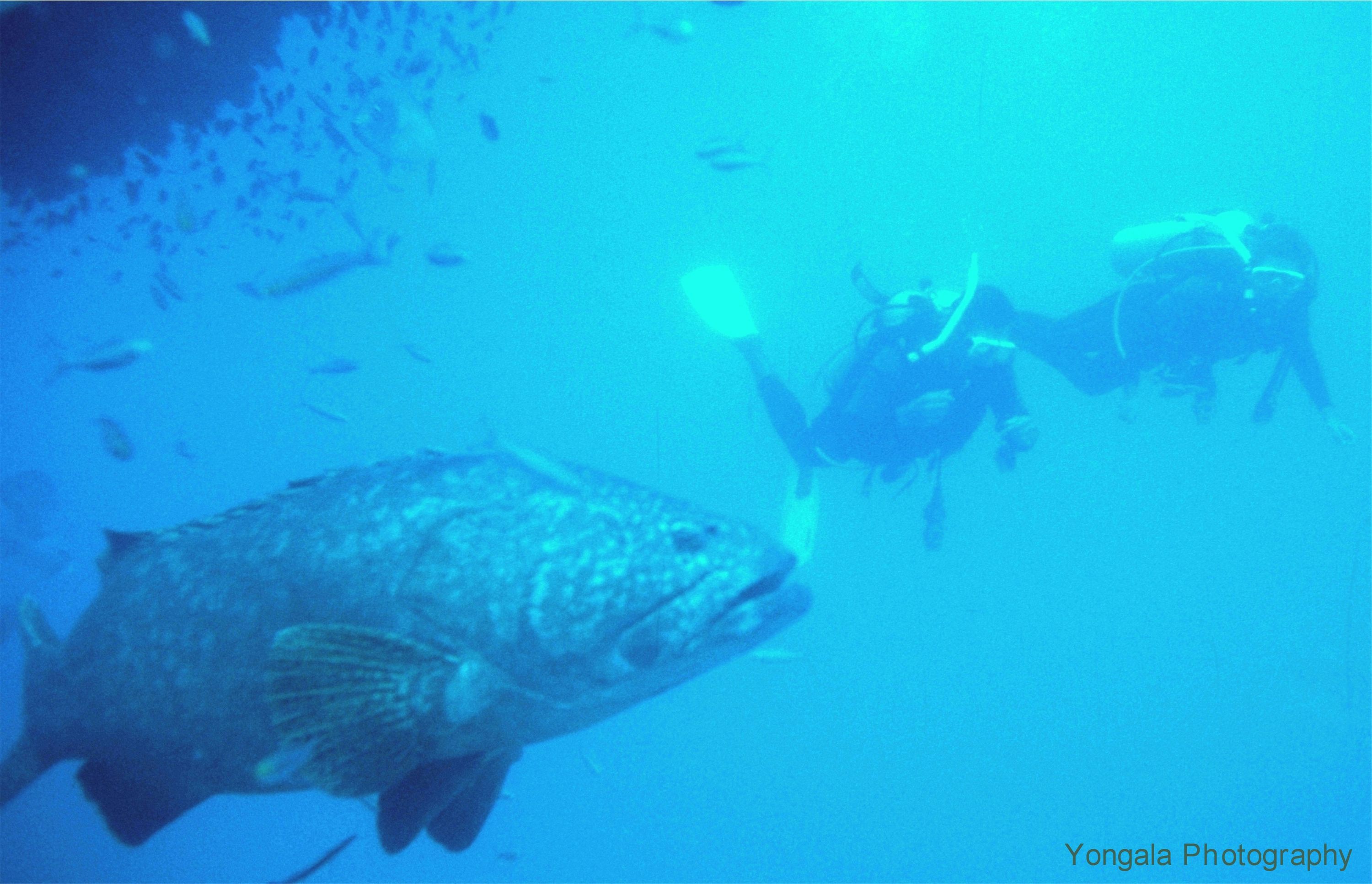 Yongala Wreck Dive - Townsville Australia