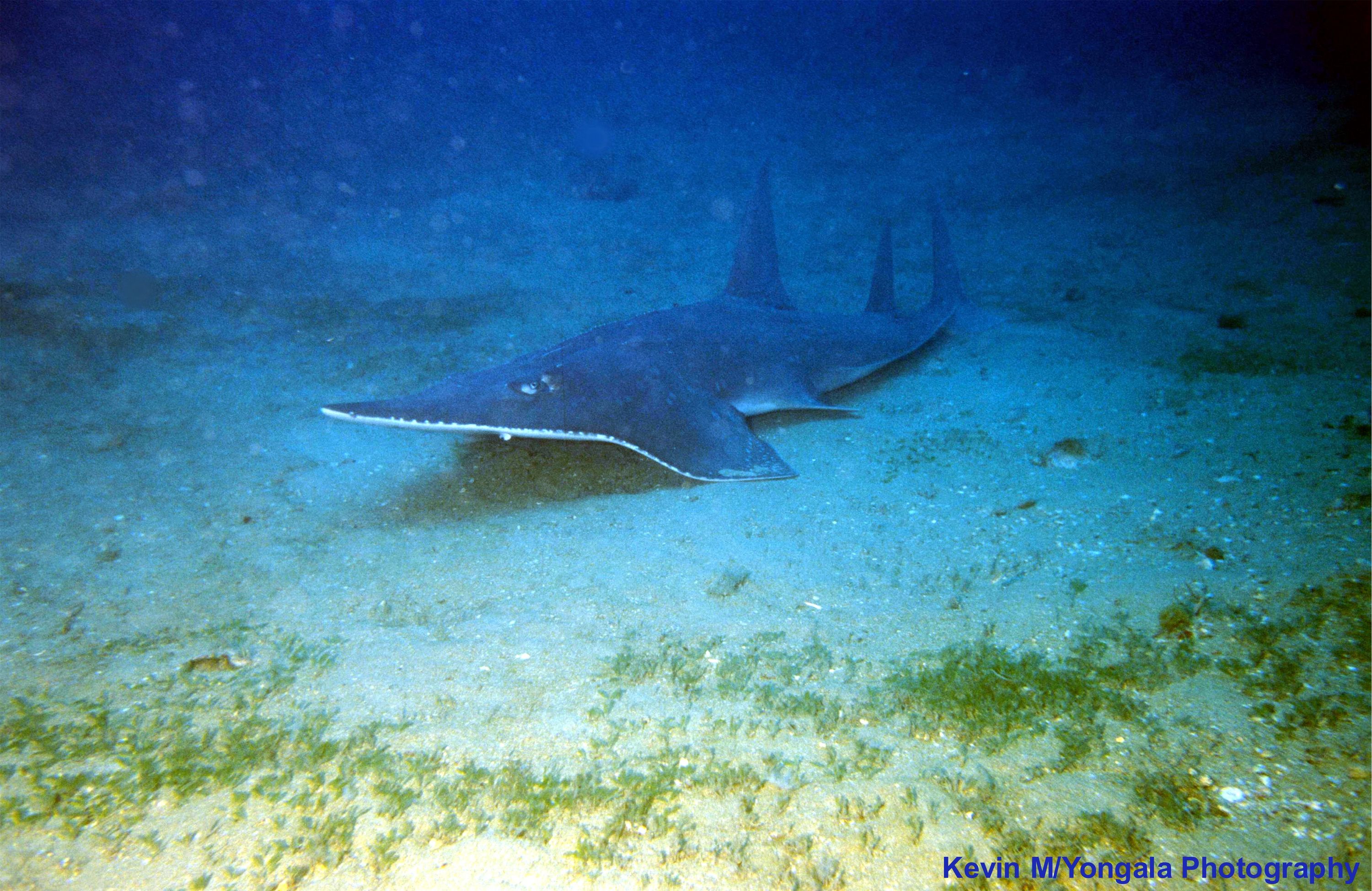 Yongala Wreck Dive - Townsville Australia