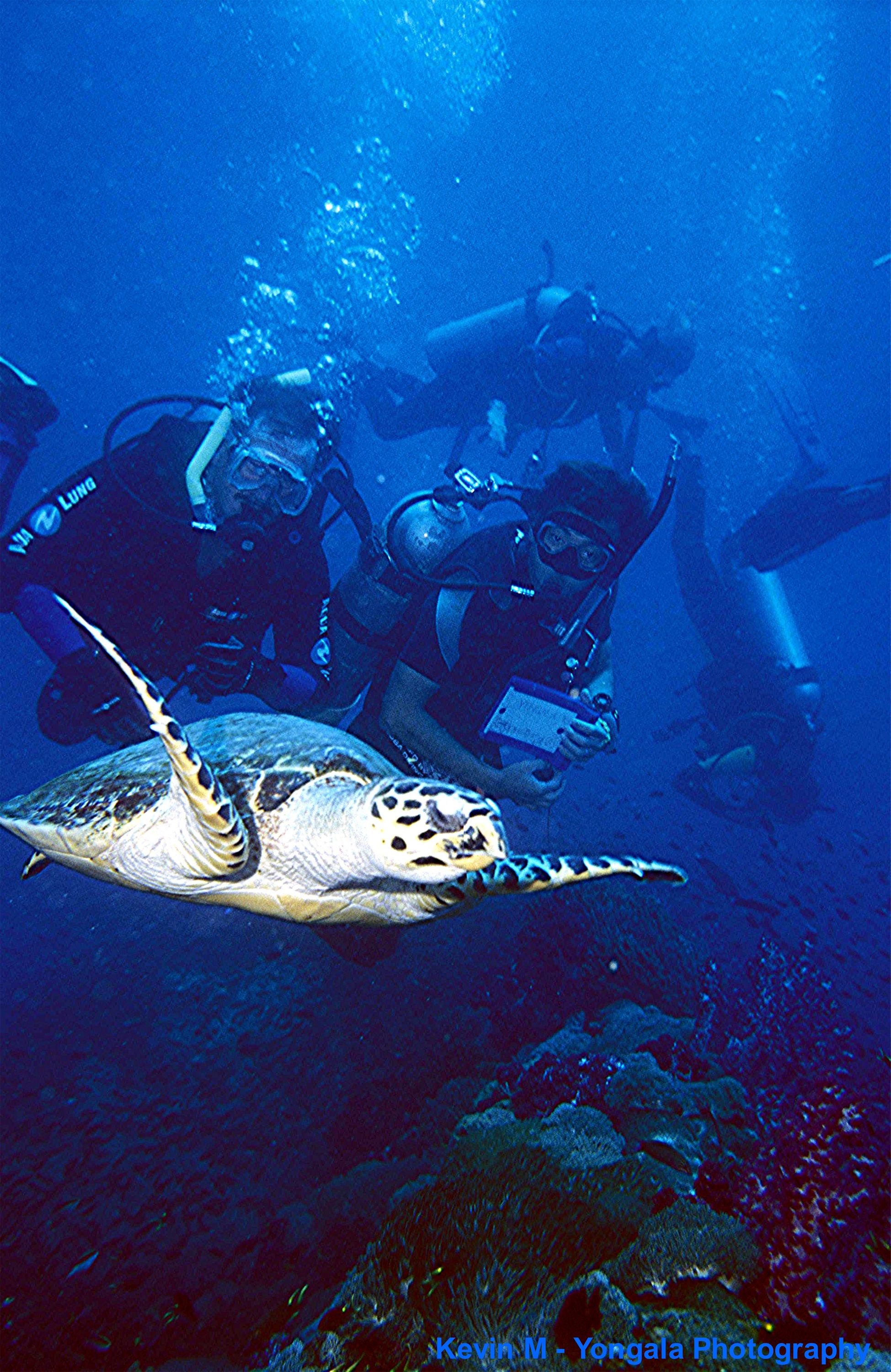 Yongala Wreck Dive - Townsville Australia