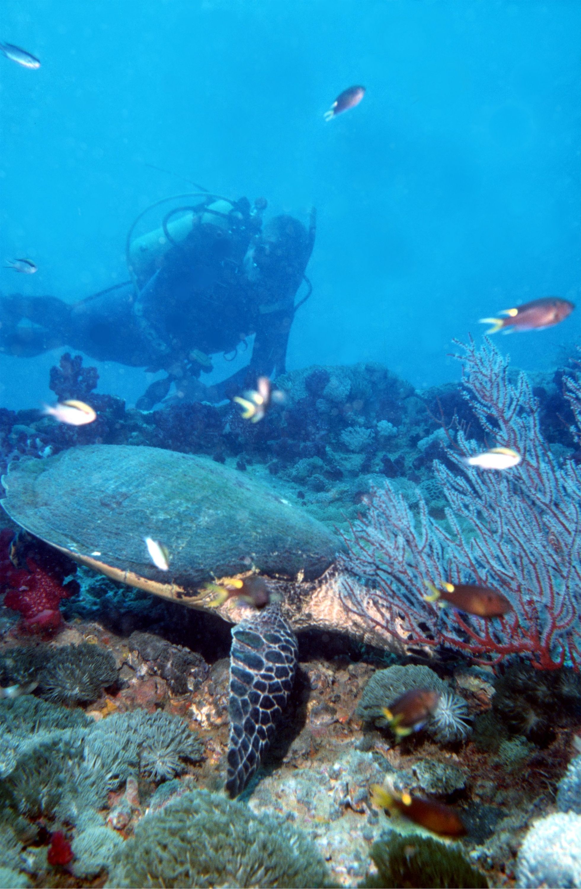 Yongala Wreck Dive - Townsville Australia