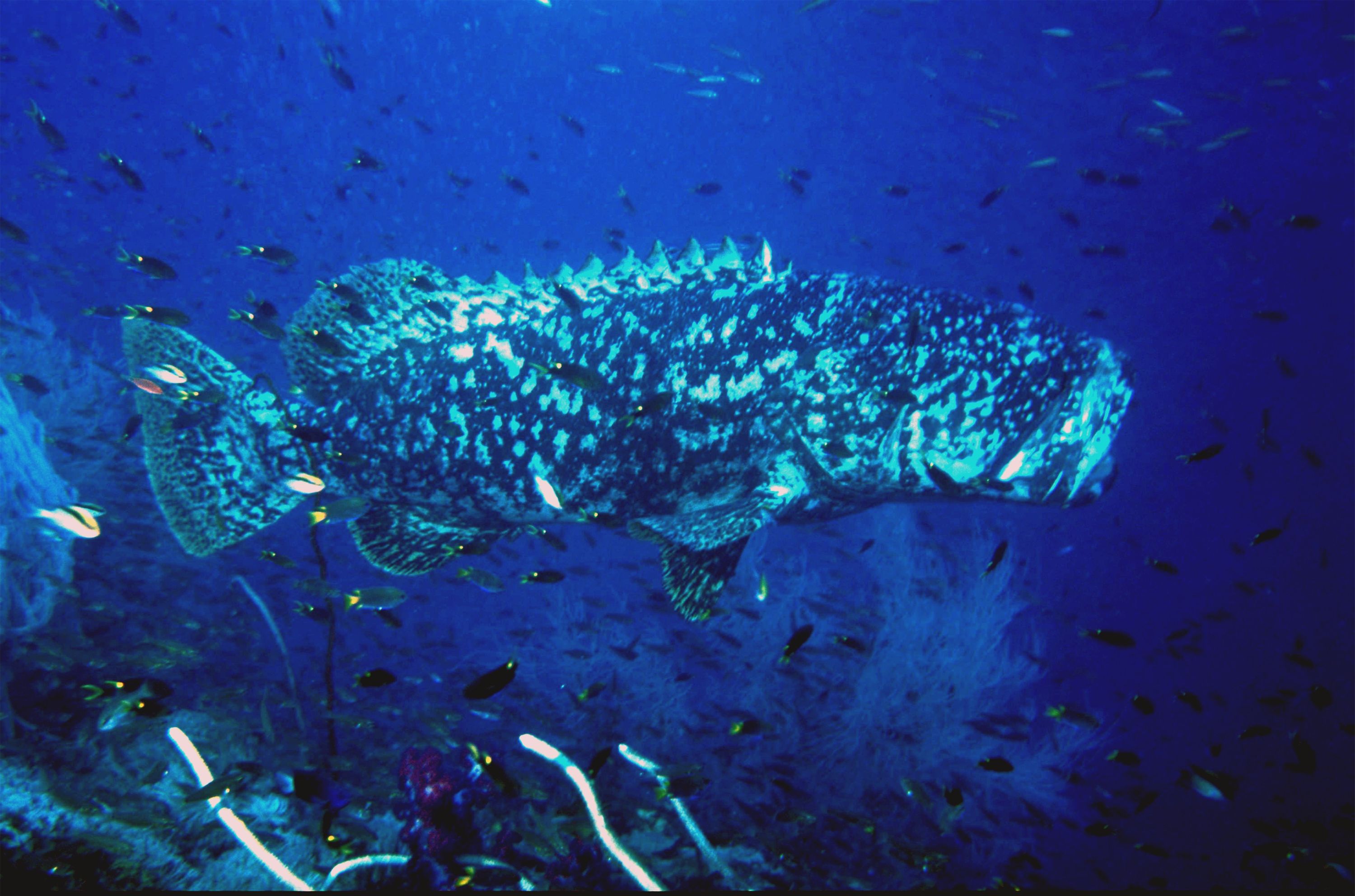 Yongala Wreck Dive - Townsville Australia