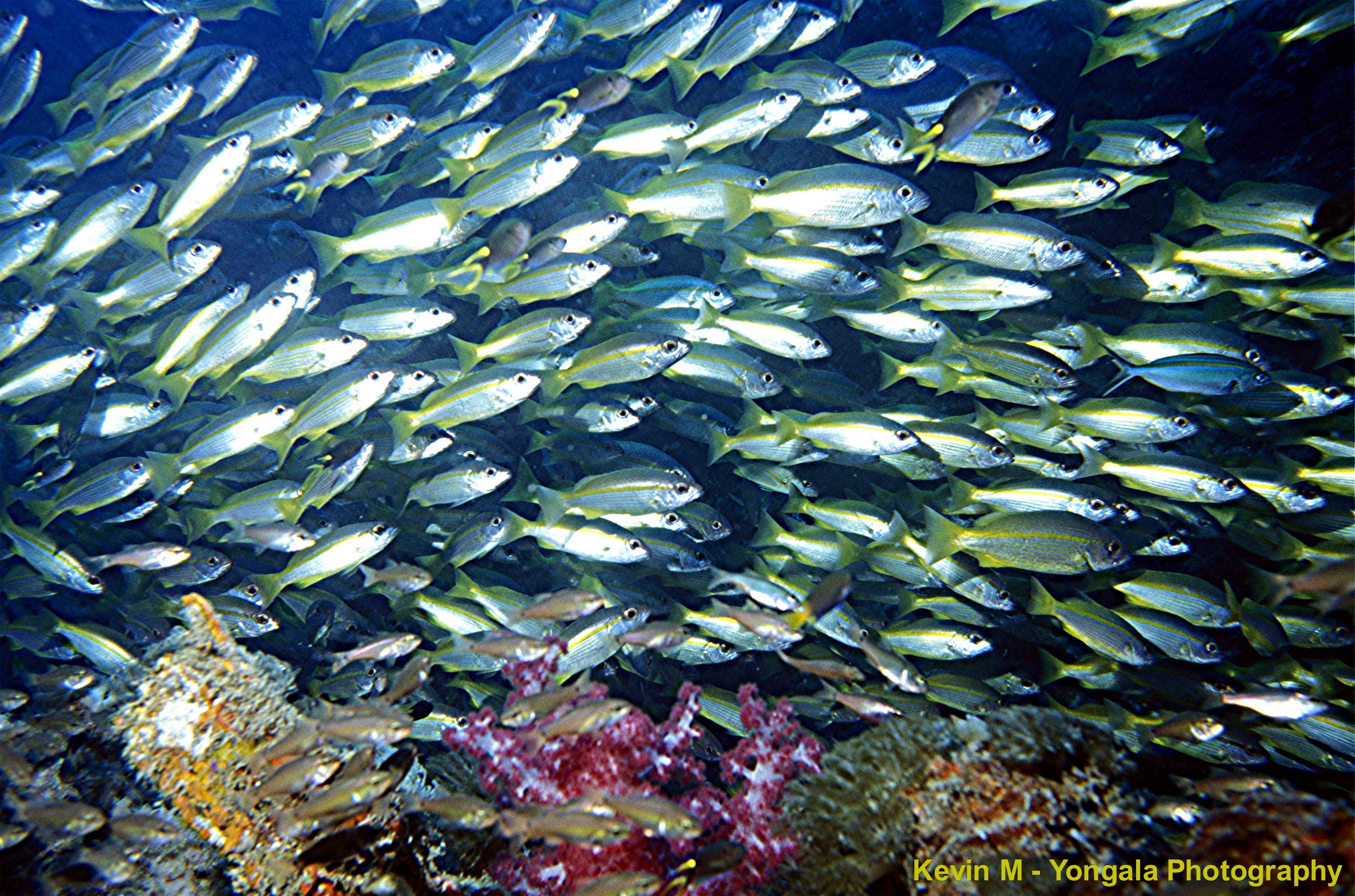 Yongala Wreck Dive - Townsville Australia