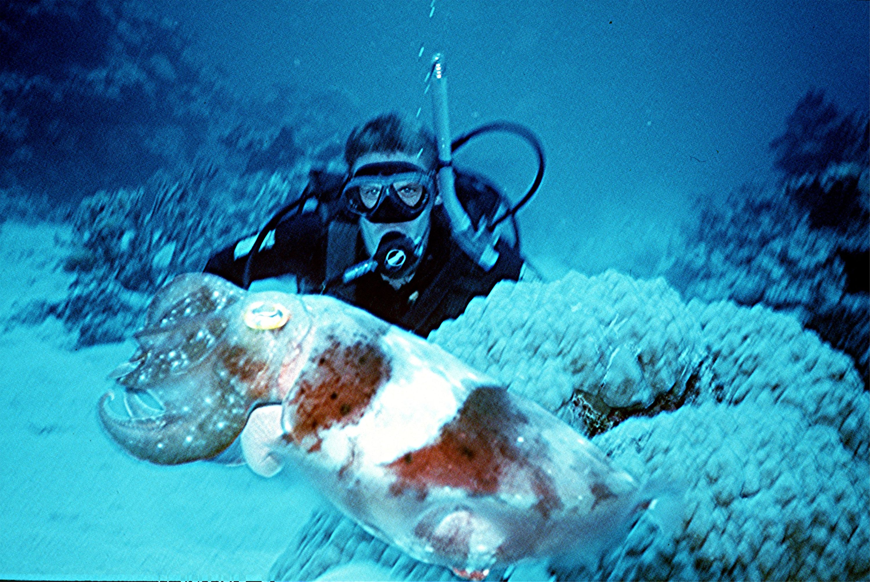 Yongala Wreck Dive - Townsville Australia