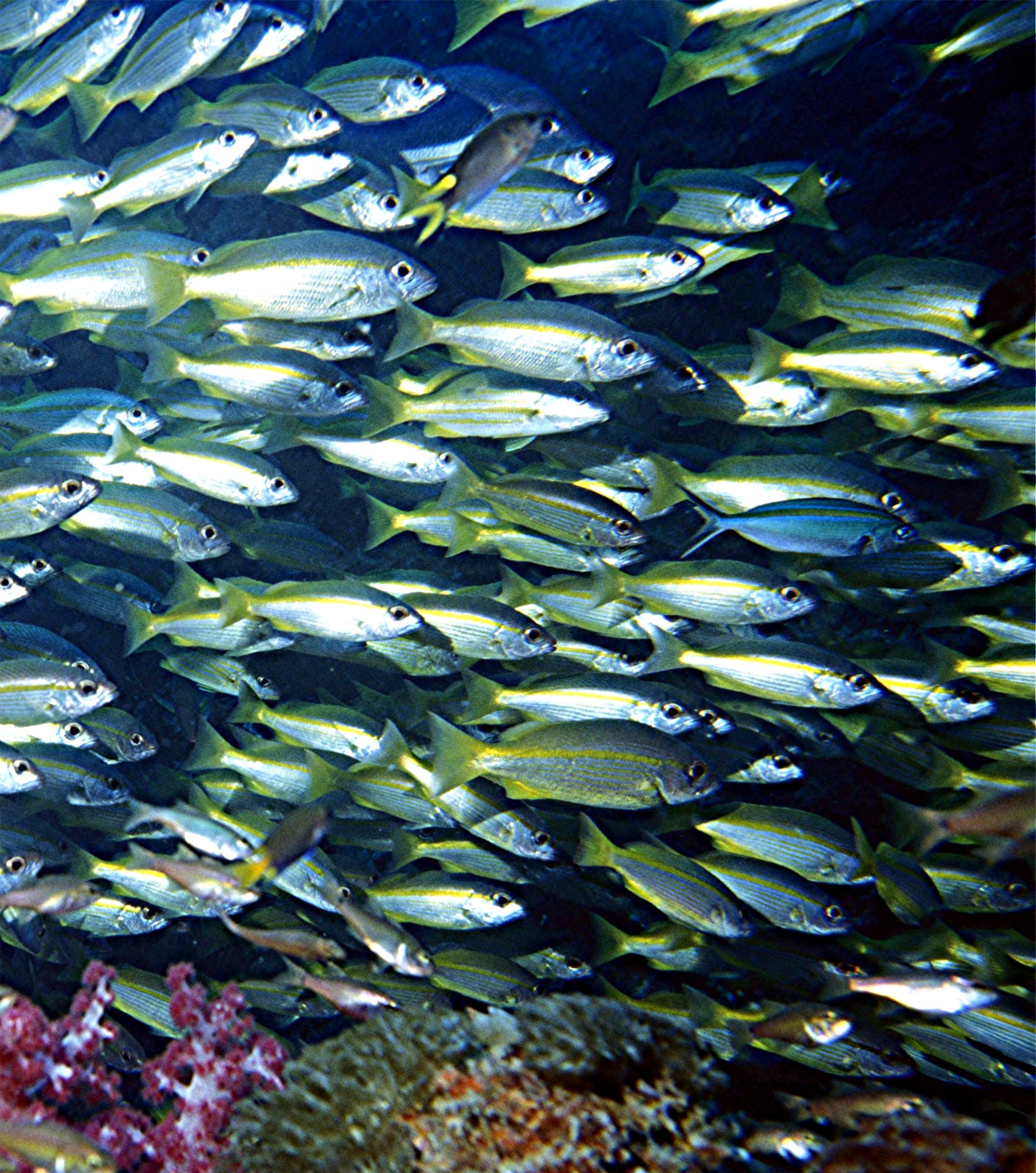 Yongala Wreck Dive - Townsville Australia