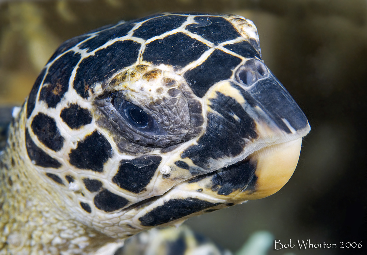 Young female Hawksbill Turtle