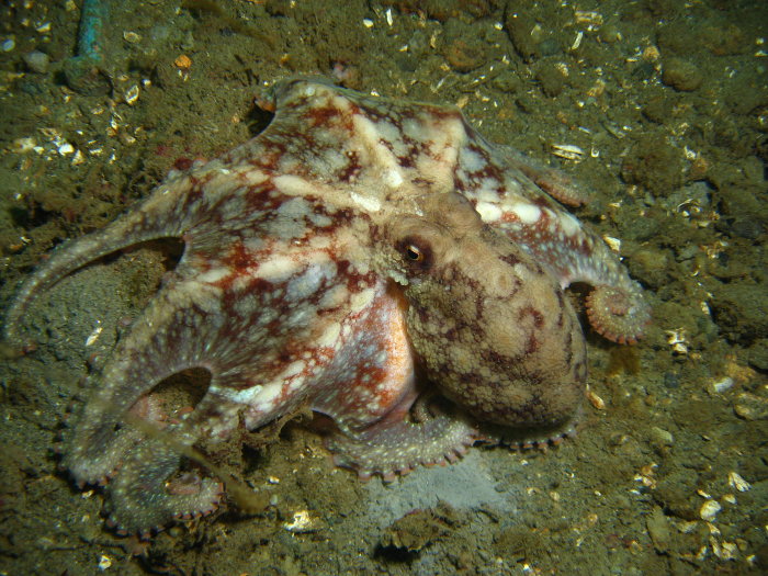 young Giant Pacific Octopus