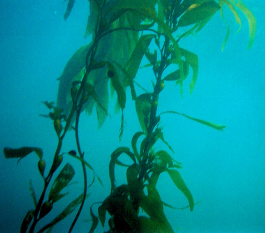 Young Kelp