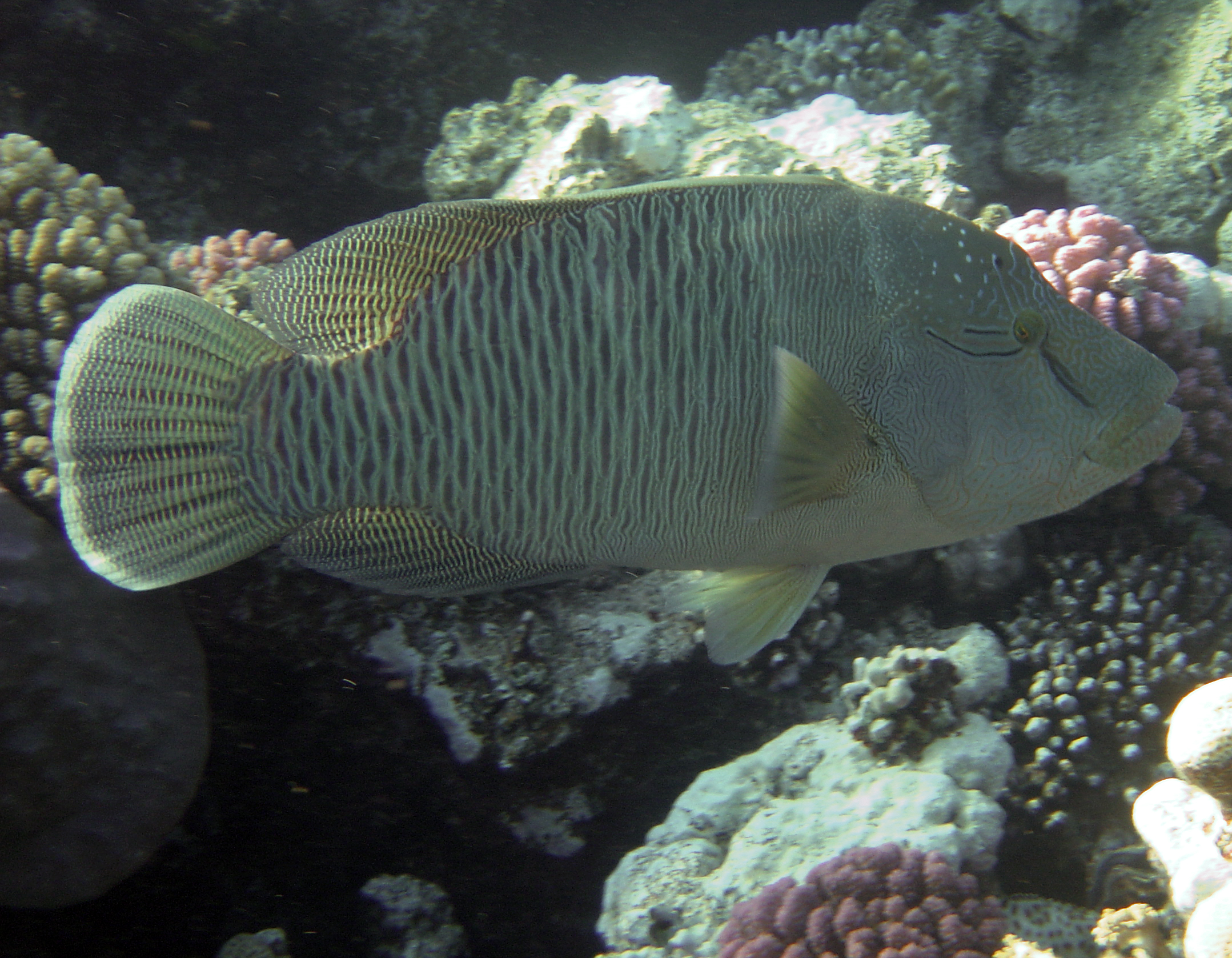 Young Napolean Wrasse 2005