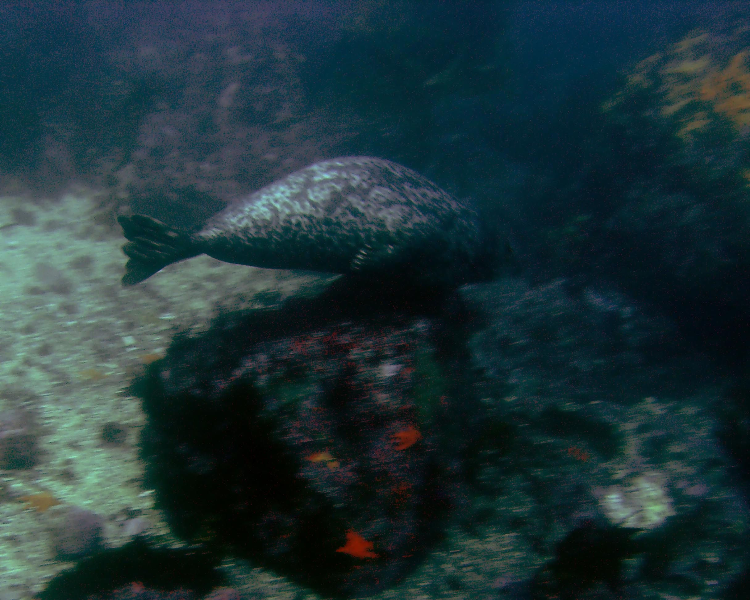 Young Sea Lion