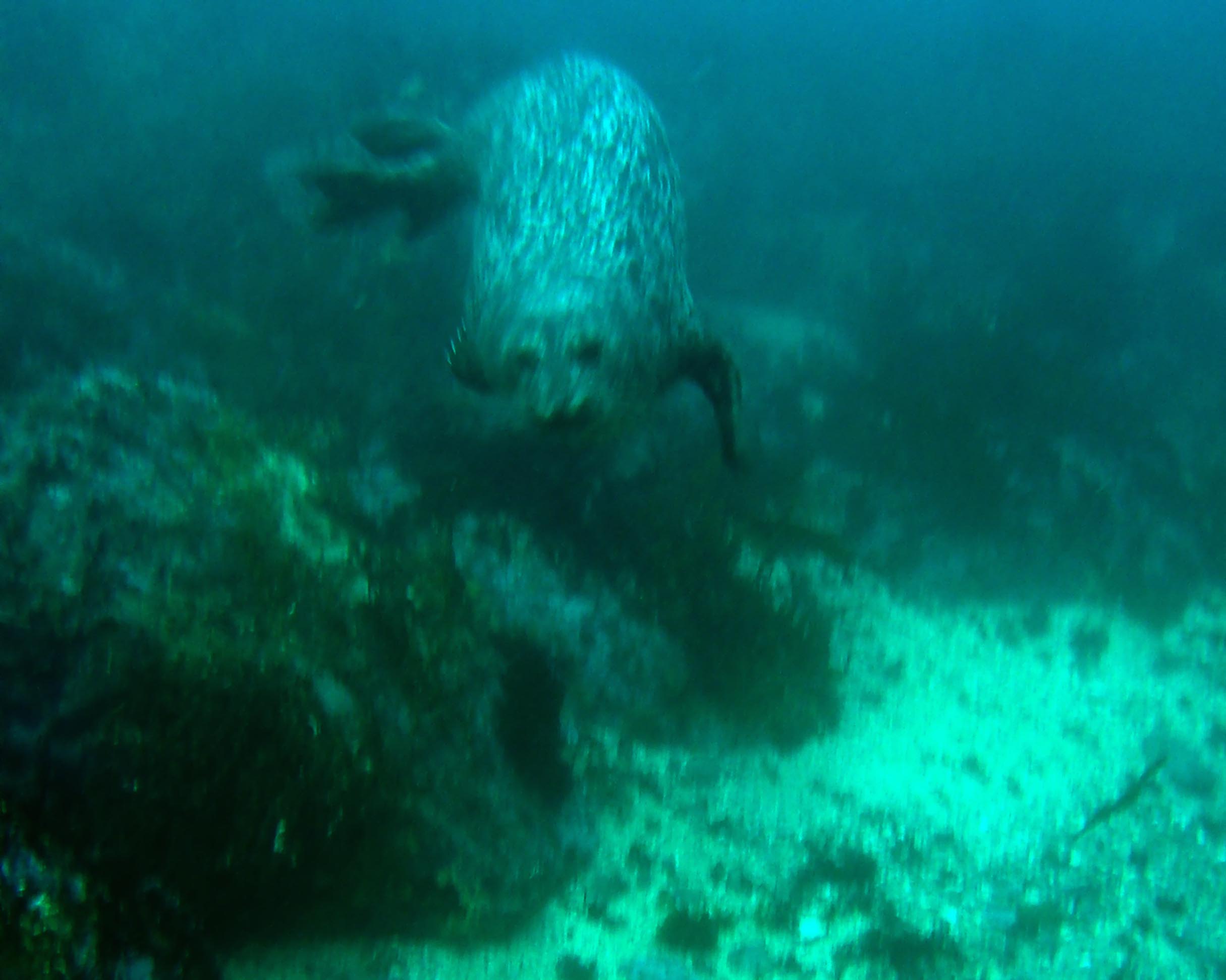 Young Sea Lion