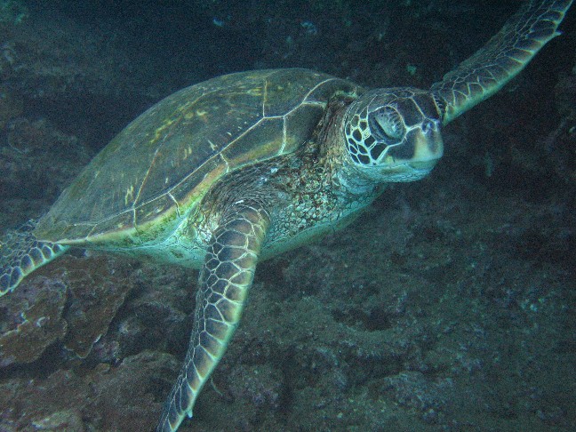 Young sea turtle.