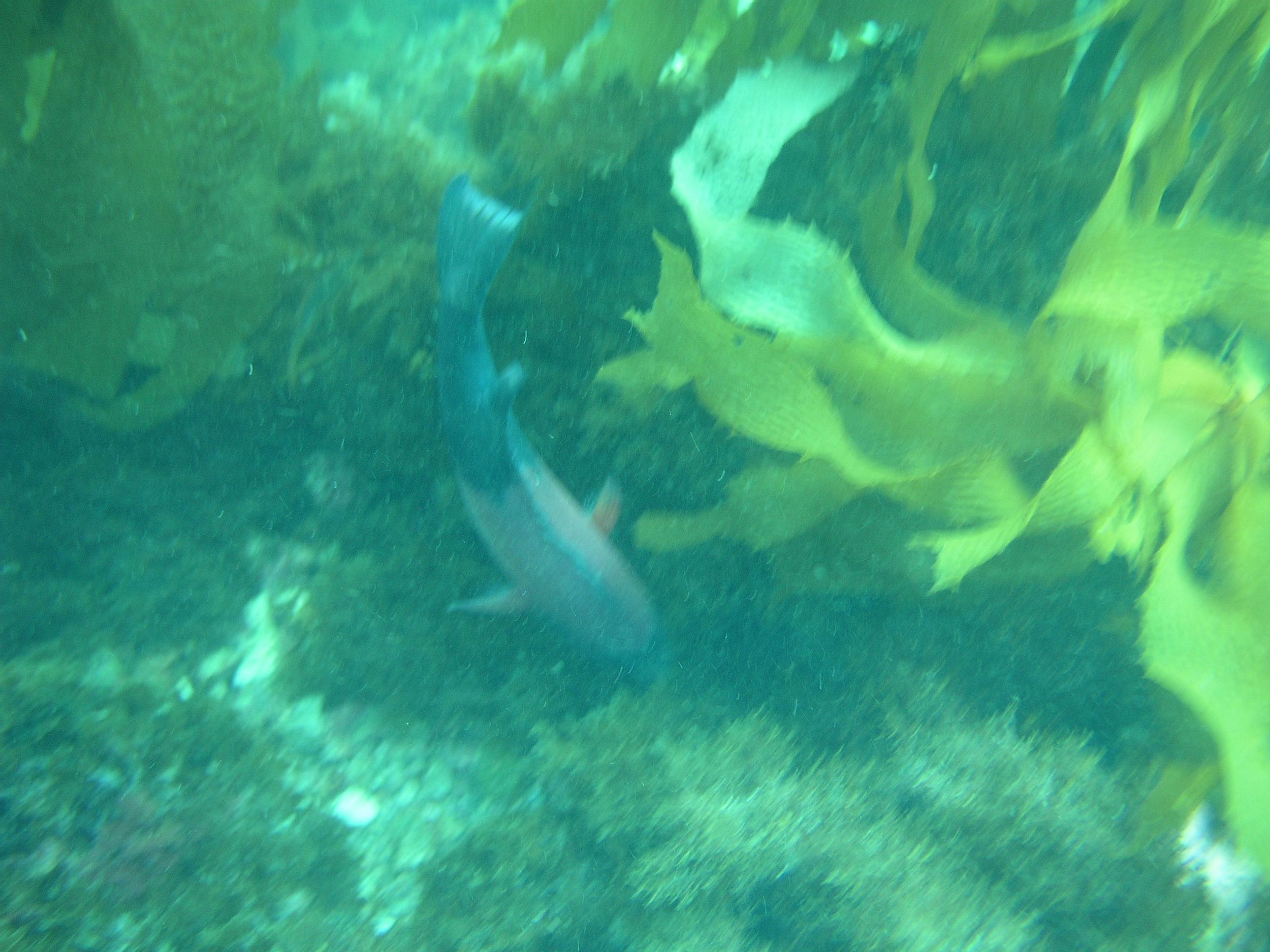 Young Sheephead