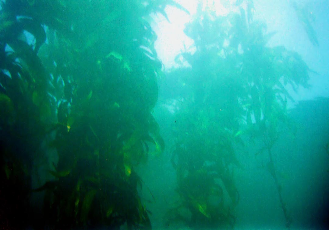 Young_Kelp_near_surface