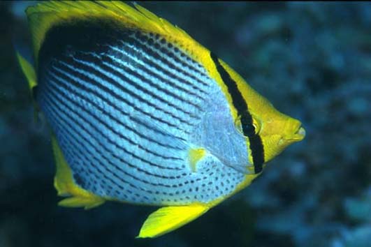 zbutterflyfish