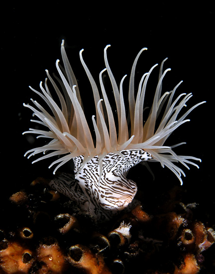 Zebra Anemone