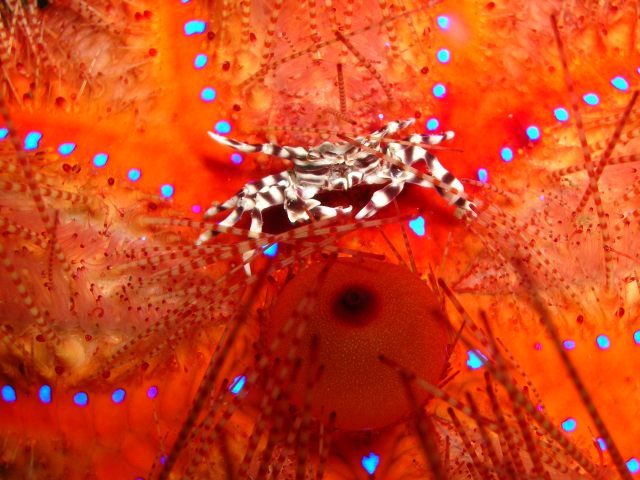 Zebra crab in fire urchin