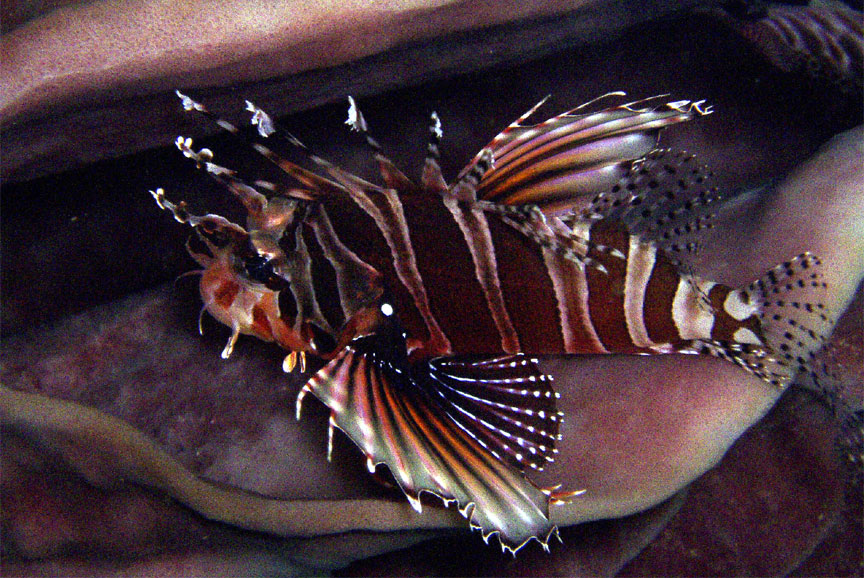 Zebra Lionfish