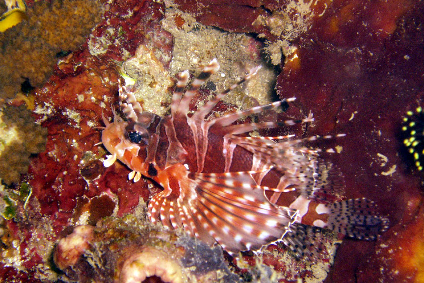 Zebra Lionfish