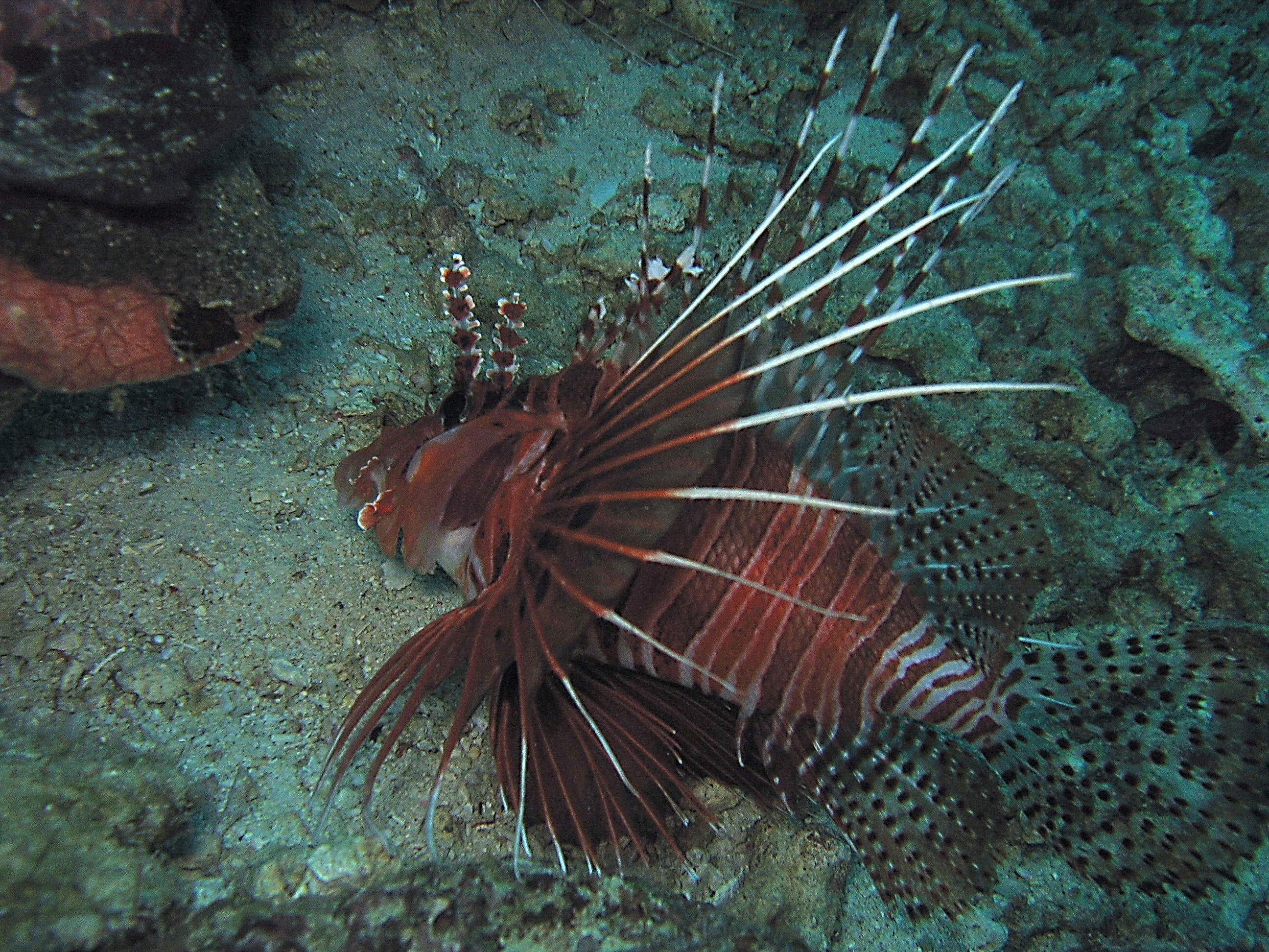 Zebra Lionfish