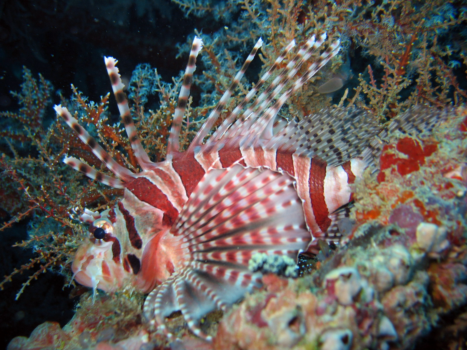 Zebra Lionfish