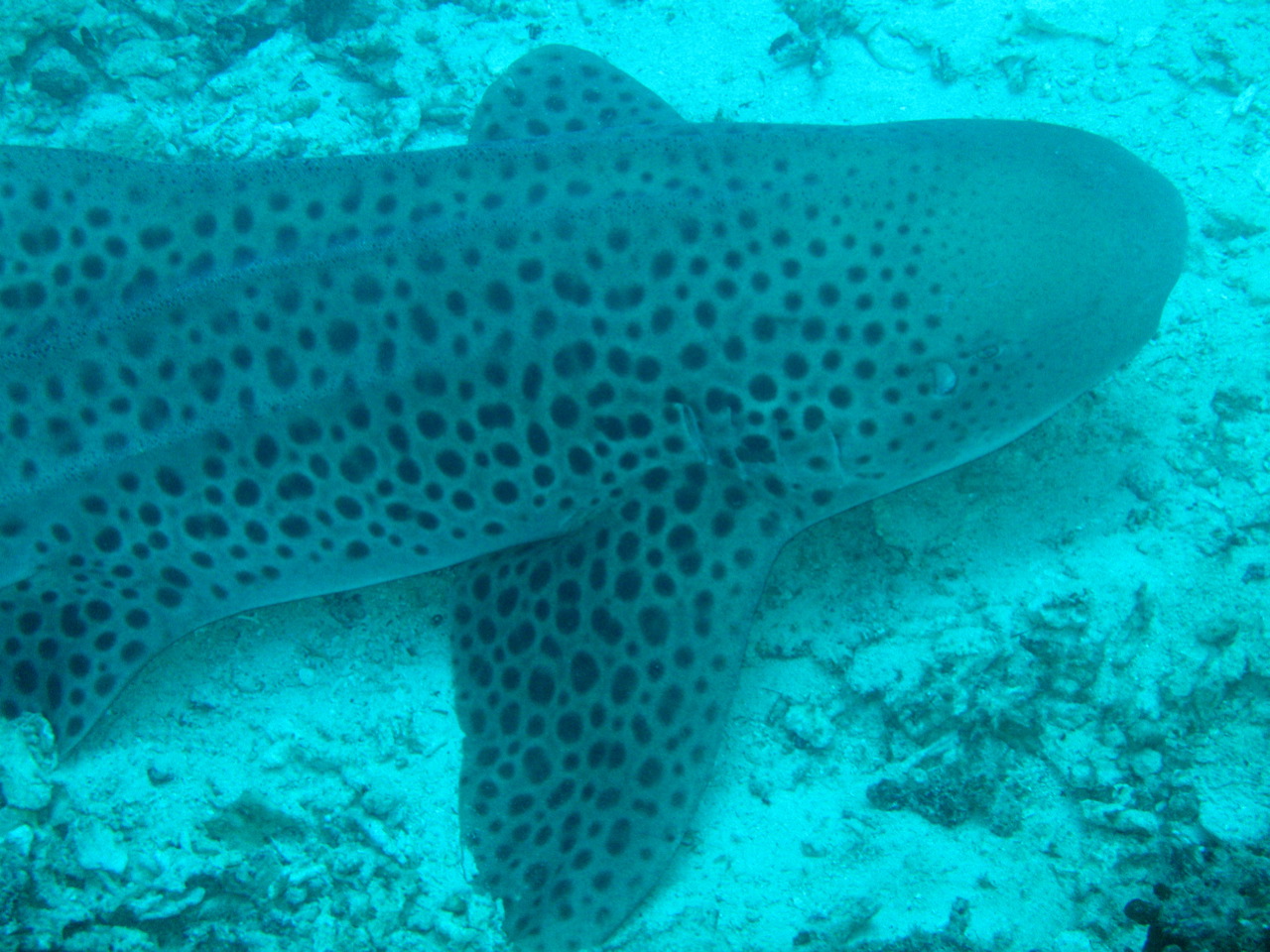 Zebra shark