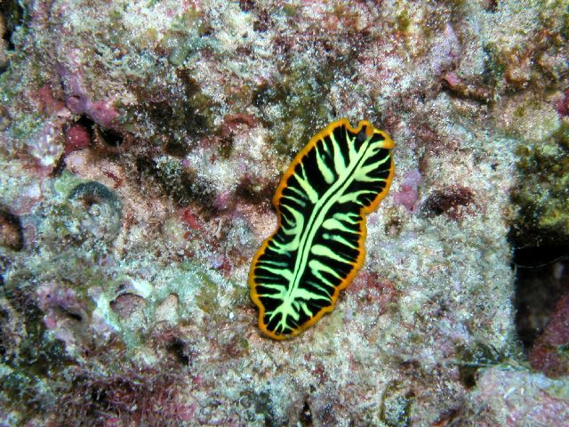 zebra_flatworm