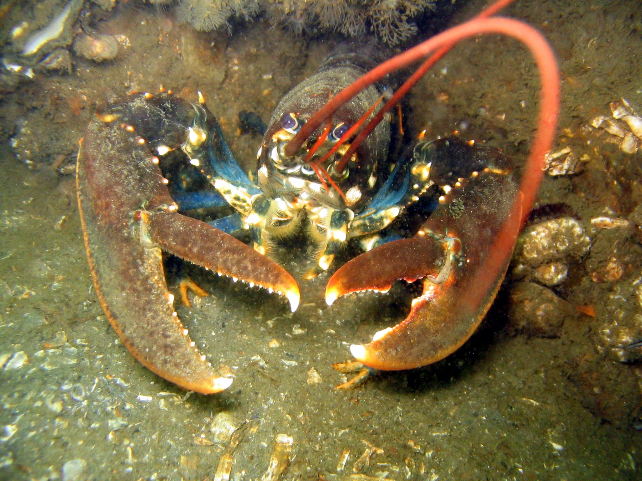 Zeeland - Lobster