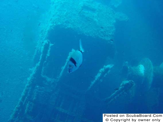 Zenobia Hanging Lorry & Bream