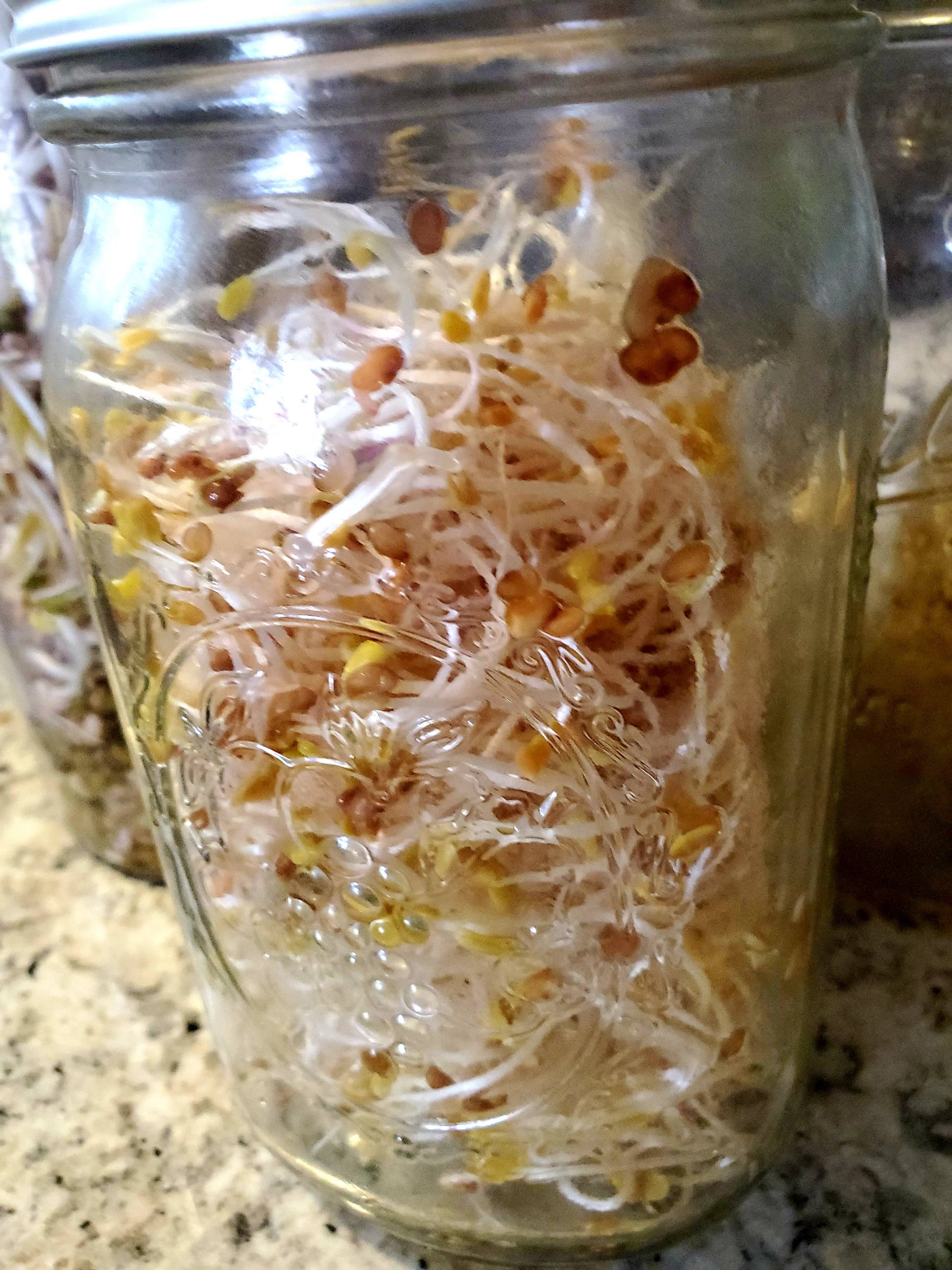 Zesty Mix Sprouts