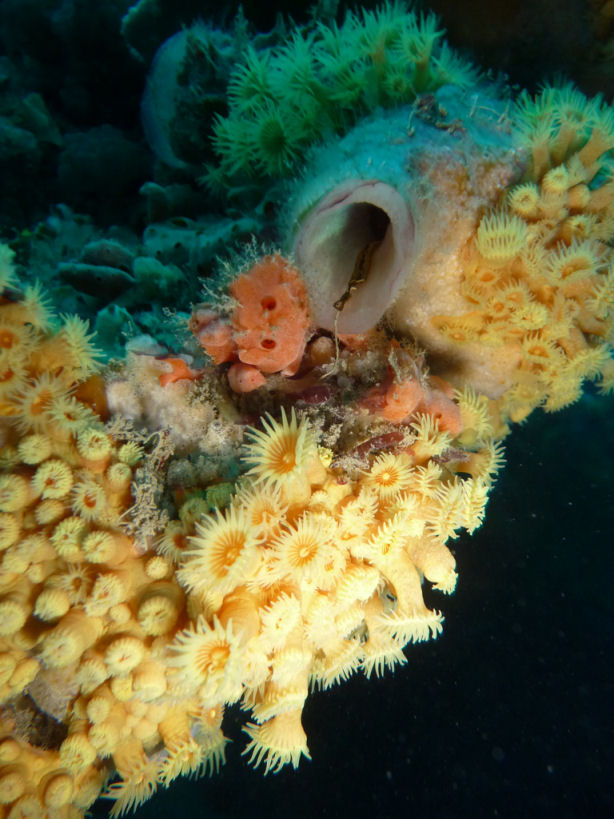 Zoanthids and ascidian at Coogee