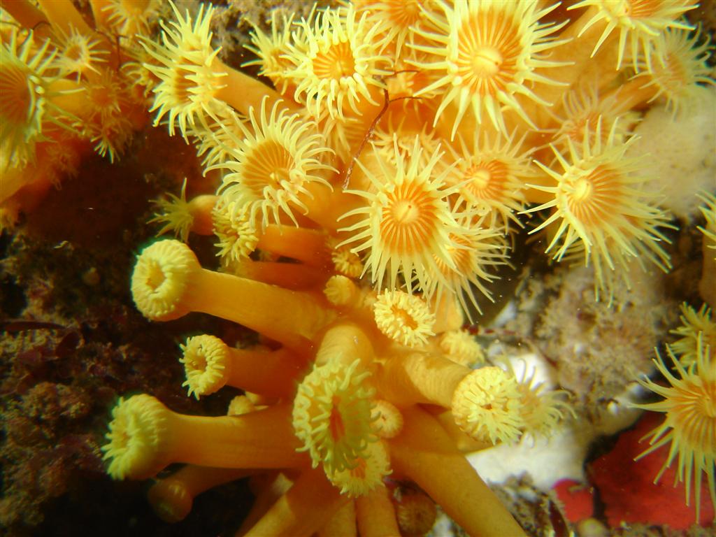 Zoanthids